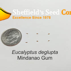 Eucalyptus deglupta Indonesian Gum, Mindanao Gum, Rainbow Eucalyptus, Rainbow Gum seed for sale 