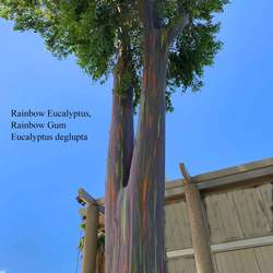 Eucalyptus deglupta Indonesian Gum, Mindanao Gum, Rainbow Eucalyptus, Rainbow Gum seed for sale 