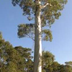 Eucalyptus viminalis Manna Gum, White Gum, Ribbon Gum seed for sale 