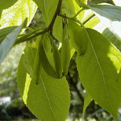 Eucommia ulmoides Hardy Rubber Tree, Gutta-percha, Du Zhong seed for sale 