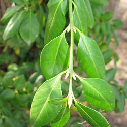 Euonymus fortunei Winter Creeper, Wintercreeper seed for sale 