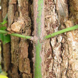 Euonymus fortunei Winter Creeper, Wintercreeper seed for sale 