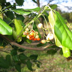 Euonymus fortunei Winter Creeper, Wintercreeper seed for sale 