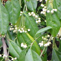 Euonymus fortunei Winter Creeper, Wintercreeper seed for sale 