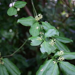 Euonymus fortunei Winter Creeper, Wintercreeper seed for sale 