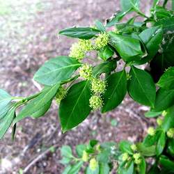 Euonymus fortunei Winter Creeper, Wintercreeper seed for sale 