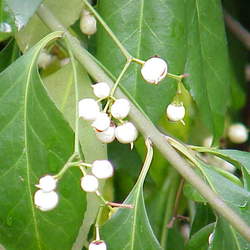 Euonymus fortunei Winter Creeper, Wintercreeper seed for sale 