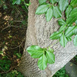 Euonymus fortunei Winter Creeper, Wintercreeper seed for sale 