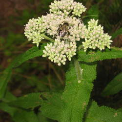 Eupatorium perfoliatum Common Boneset, Thoroughwort seed for sale 