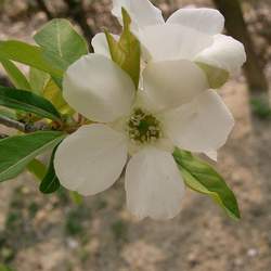 Exochorda racemosa Common Pearlbrush, Pearl Bush, Pearlbush seed for sale 