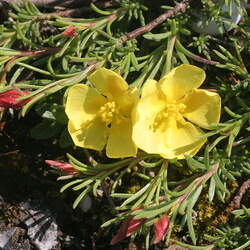 Fumana procumbens Fumane, Rock-Rose, Sprawling Needle Sunrose, Creeping Creosote Bush seed for sale 