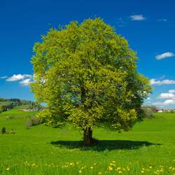 Fagus sylvatica European Beech seed for sale 