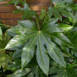 Fatsia japonica Paperplant, Japanese Aralia, Japanese Fatsia seed for sale 