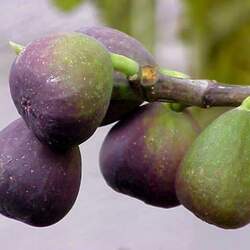 Ficus carica Edible Fig seed for sale 