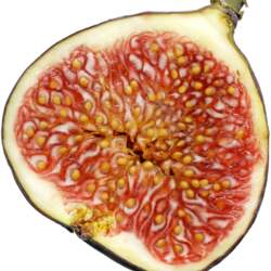 Ficus carica Edible Fig seed for sale 