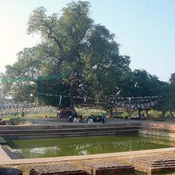 Ficus religiosa Peepul Tree, Sacred Fig seed for sale 