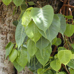 Ficus religiosa Peepul Tree, Sacred Fig seed for sale 