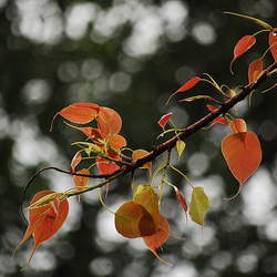 Ficus religiosa Peepul Tree, Sacred Fig seed for sale 