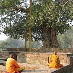 Ficus religiosa Peepul Tree, Sacred Fig seed for sale 