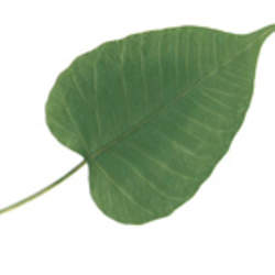 Ficus religiosa Peepul Tree, Sacred Fig seed for sale 