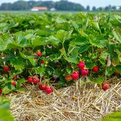 Fragaria virginiana Virginia Strawberry, Wild Strawberry, Common Strawberry seed for sale 