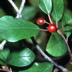 Frangula alnus Glossy Buckthorn seed for sale 