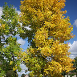 Fraxinus pennsylvanica Green Ash, Northern Red Ash, Red Ash seed for sale 