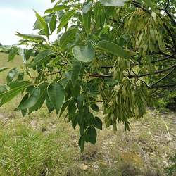 Fraxinus texensis Texas Ash seed for sale 