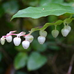 Gaultheria shallon Salal seed for sale 