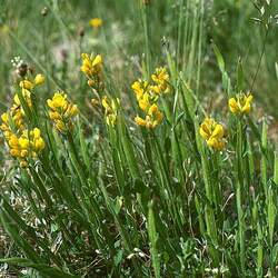 Genista sagittalis Broom, Winged Broom, Arrow-jointed Broom seed for sale 