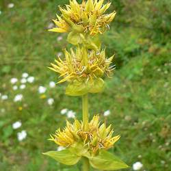 Gentiana lutea Yellow Gentian seed for sale 