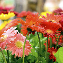 Gerbera jamesonii Barberton Daisy, Transvaal Daisy, Gerber Daisy seed for sale 