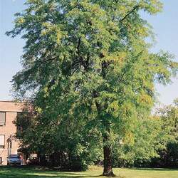 Gleditsia triacanthos   Inermis Thornless Honey Locust seed for sale 