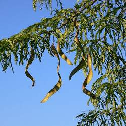 Gleditsia triacanthos Honeylocust, Honey Locust seed for sale 