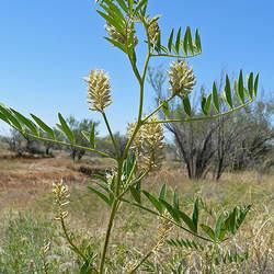 Glycyrrhiza lepidota American Licorice, Wild Licorice seed for sale 