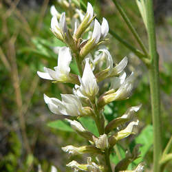 Glycyrrhiza lepidota American Licorice, Wild Licorice seed for sale 