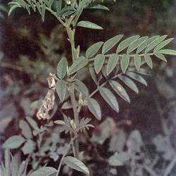 Glycyrrhiza lepidota American Licorice, Wild Licorice seed for sale 