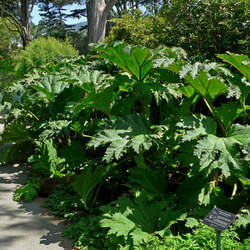 Gunnera tinctoria Chilean Rhubarb seed for sale 