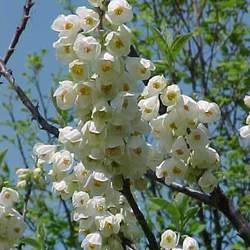 Halesia carolina Carolina Silverbell seed for sale 