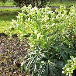 Helleborus foetidus Setterwort, Stinking Hellebore, Dungwort, Bear's Foot seed for sale 