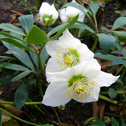 Helleborus niger Black Hellebore, Christmas Rose seed for sale 