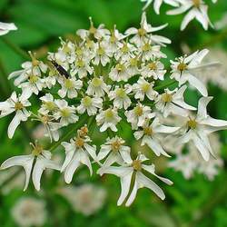 Heracleum sphondylium Eltrot, Cow Parsnip seed for sale 