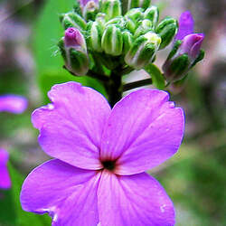 Hesperis matronalis Dames Rocket seed for sale 