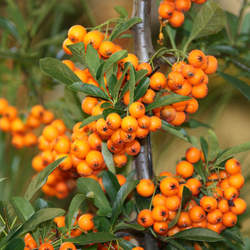 Hippophae rhamnoides Seaberry, Sea Buckthorn seed for sale 