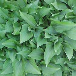 Hosta venusta Plantain Lily seed for sale 