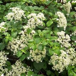 Hydrangea anomala   petiolaris Climbing Hydrangea seed for sale 