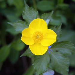 Hylomecon vernalis Forest Poppy seed for sale 