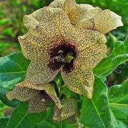 Hyoscyamus niger Black Henbane seed for sale 