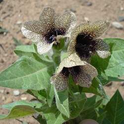 Hyoscyamus niger Black Henbane seed for sale 