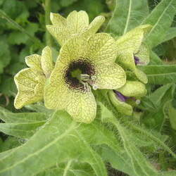 Hyoscyamus niger Black Henbane seed for sale 